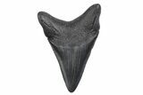 Serrated, Juvenile Megalodon Tooth - South Carolina #370433-1